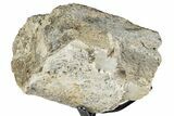 Fossil Sauropod Rib Bone Section w/ Metal Stand - Colorado #350616-1